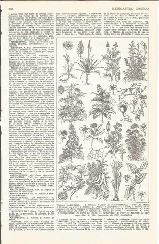 LAMINA 51691: Plantas medicinales