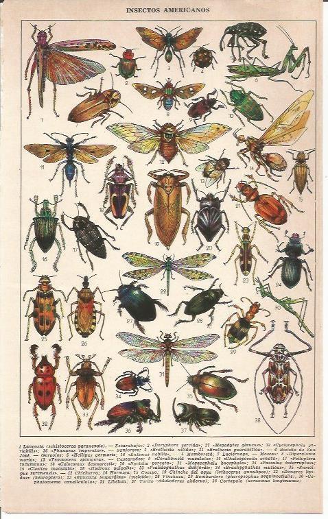 LAMINA 51659: Insectos americanos
