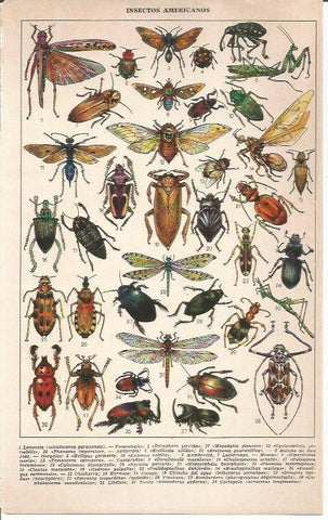LAMINA 51659: Insectos americanos