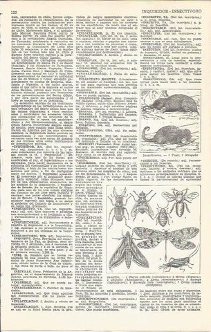 LAMINA 51658: Especies de insectos