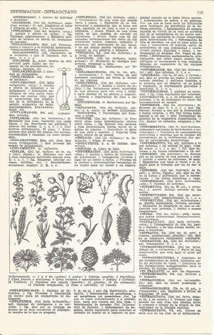 LAMINA 51656: Inflorescencia