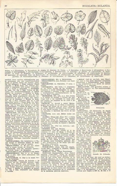LAMINA 51647: Tipos de hojas
