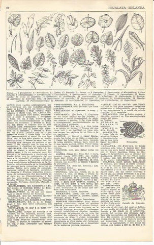 LAMINA 51647: Tipos de hojas