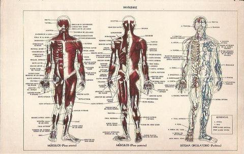 LAMINA 51646: Cuerpo humano: musculo y sistema circulatorio