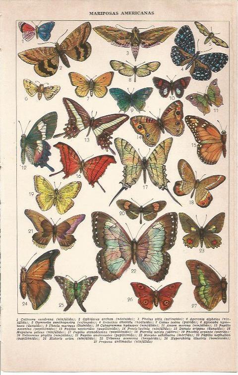 LAMINA 51687: Mariposas americanas