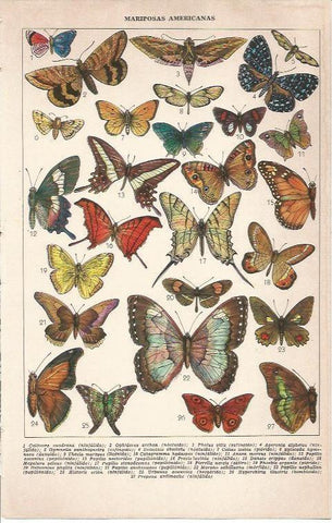 LAMINA 51687: Mariposas americanas