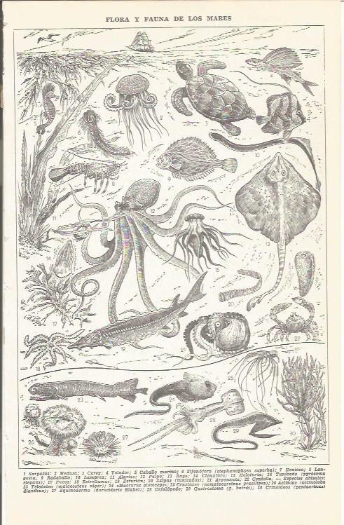 LAMINA 51683: Flora y fauna de los mares