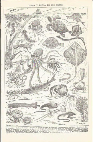LAMINA 51683: Flora y fauna de los mares