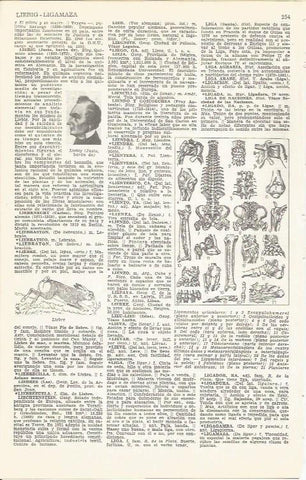 LAMINA 51675: Ligamentos articulares