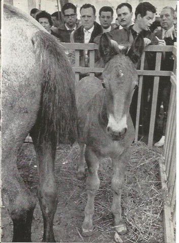 LAMINA 51429: Feria del Ganado de Granollers