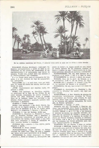 LAMINA 51522: Palmeral en Punjab, India