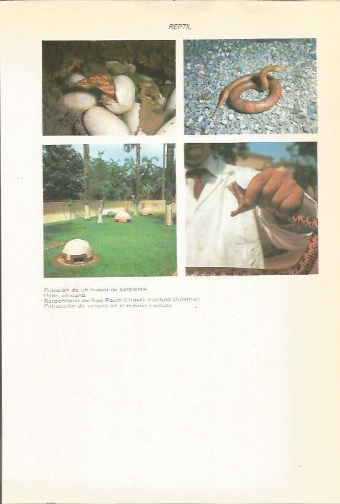 LAMINA 51479: Reptiles