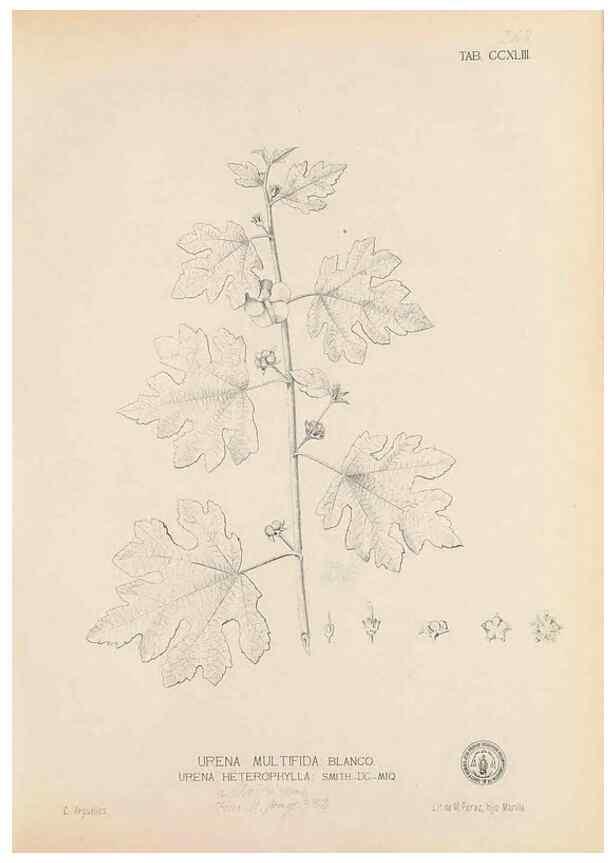 Reproducción/Reproduction 49747178431: Flora de Filipinas,. Manila,Estab. tip. de Plana y ca.,1877-83.. 