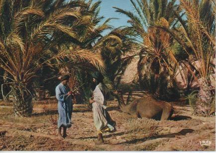 Postal E04787: El Oasis de Meseied, Sahara Español