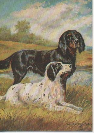 Postal E02609: Schottischer und englischer Setter, Hans Friedmann