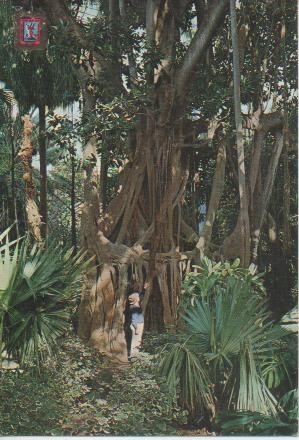Postal E03429: Arbol de Caucho-La Orotova, Tenerife