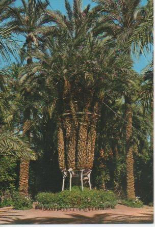 Postal E03410: Palmera Imperial de los ocho brazos-Huerto del Cura, Elche