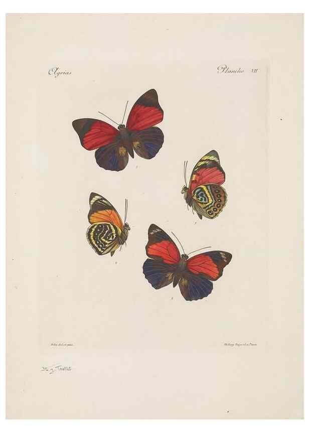 Reproducción/Reproduction 49468618547: Thèses entomologiques (Lépidoptères) :. Paris :G. de Malherbe et Cie Imprimeurs,3 Novembre 1921.. 