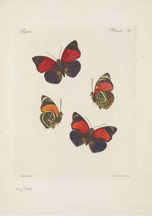 Reproducción/Reproduction 49468618547: Thèses entomologiques (Lépidoptères) :. Paris :G. de Malherbe et Cie Imprimeurs,3 Novembre 1921.. 