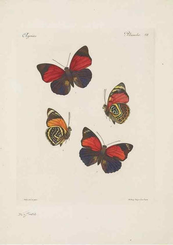 Reproducción/Reproduction 49468618547: Thèses entomologiques (Lépidoptères) :. Paris :G. de Malherbe et Cie Imprimeurs,3 Novembre 1921.. 