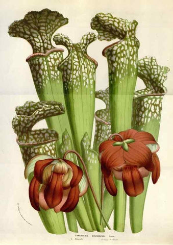 Reproducción/Reproduction 49584064251: Flore des serres et des jardins de l'Europe. A Gand :chez Louis van Houtte, eÌditeur,1845-1880.. 
