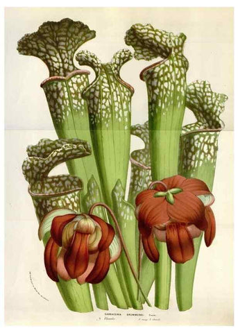 Reproducción/Reproduction 49584064251: Flore des serres et des jardins de l'Europe. A Gand :chez Louis van Houtte, eÌditeur,1845-1880.. 