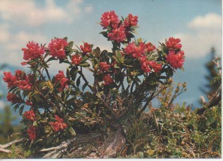 Postal E05351: Rhododendron ferrugineum