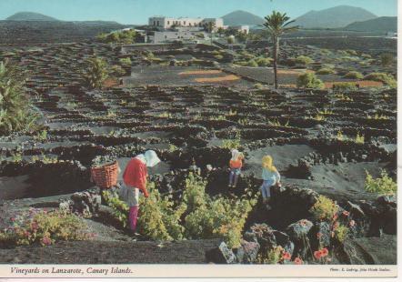 Postal E05208: Tipicosvinedos de Lanzarote