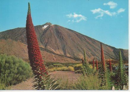 Postal E05213: Tajinaste en flor al pie del Teide, Tenerife