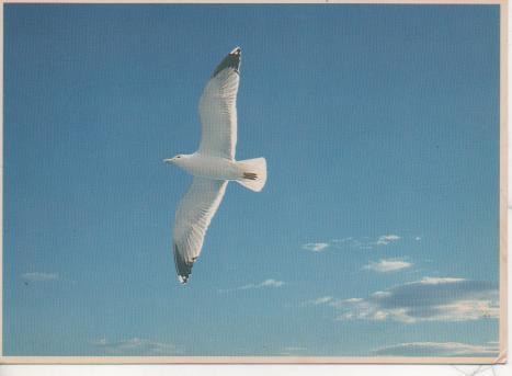 Postal E05223: Gaviota