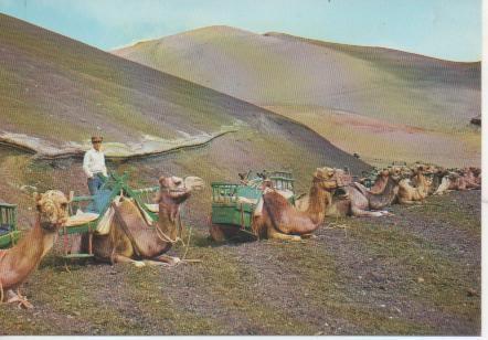 Postal E05219: Parada de taxis de camellos para subir a la montaña de Fuego, Lanzarote