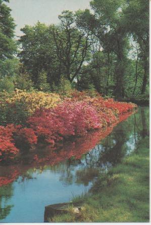 Postal E05556: Postal lago con flores