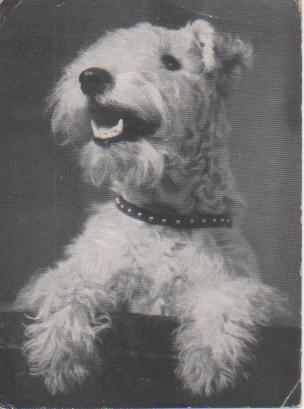 Postal E05607: Postal B/N Ein schöner Fox Terrier