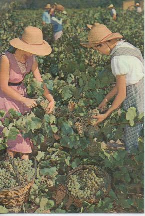 Postal E05613: Postal Cavas Codorniu, Vendimia