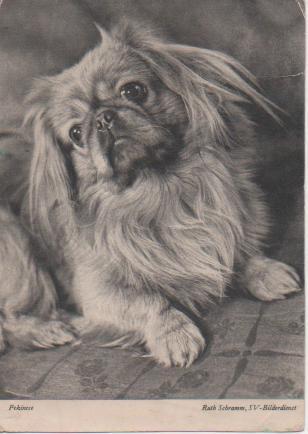 Postal E05608: Postal B/N Pekinese