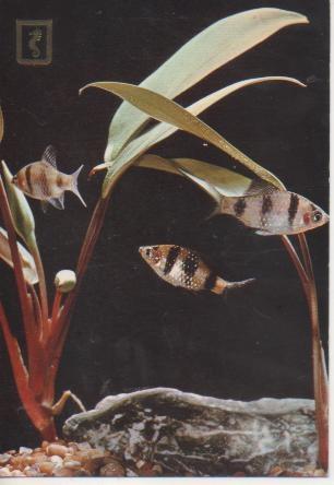 Postal E05583: Tres peces de acuario
