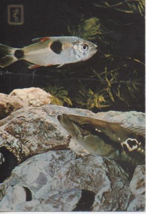 Postal E05584: Peces de acuario