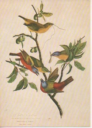 Postal E04902: Les Oiseaux d'Audubon 1826-30,Bibliothèque Nationale, Paris