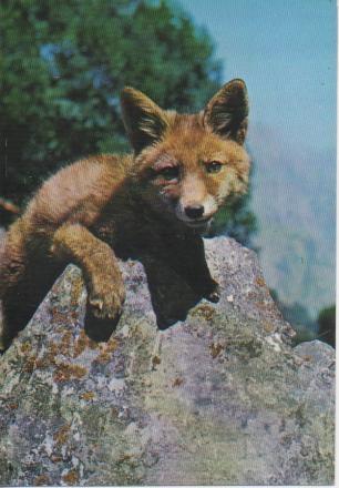 Postal E04976: Zorro