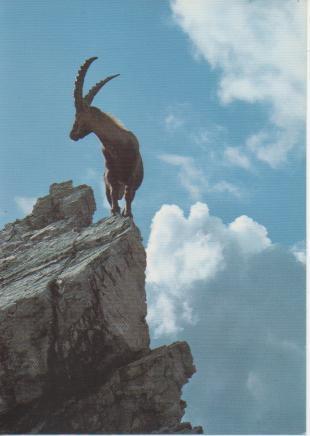Postal E04978: Capra ibex L