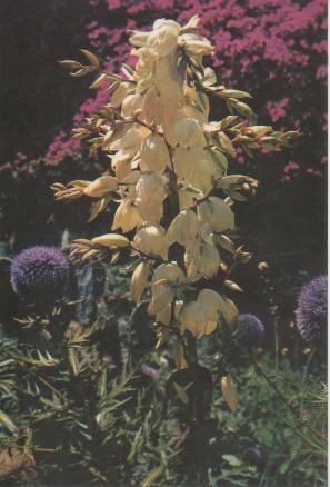 Postal E04964: Jardín Botanico "Mar i Murtra" Blanes, Costa Brava