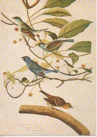 Postal E04882: Les oiseaux d' Audubon 1826-30. Bibliothèque Nationale, Paris
