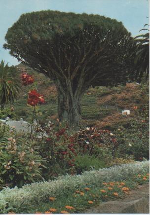 Postal E04999: Drago Milenario. Icod, Tenerife