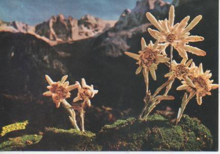 Postal E05178: Flor de Nieve o Edelweis