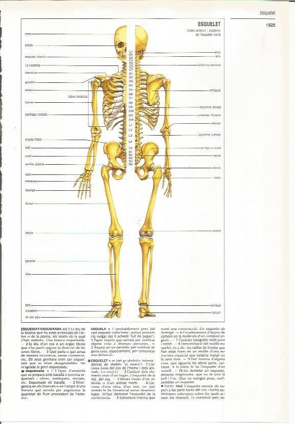 LAMINA LAROUSSE 70541: Esqueleto humano