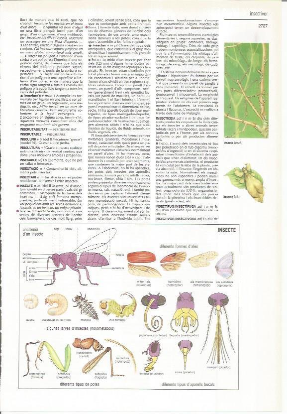 LAMINA LAROUSSE 70410: Tipos de insectos