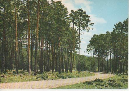 Postal E06157: Pinares-Vinuesa. Soria