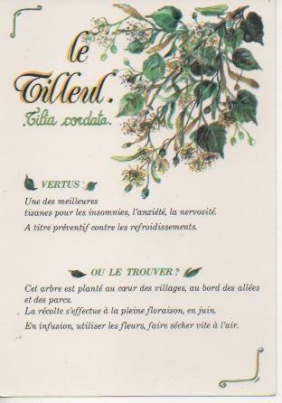 Postal E06370: Le Tilleul. Tilia cordata