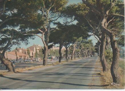 Postal E06437: Fos-sur-Mer-L'Avenue de Fos, avec ses pins parasols
