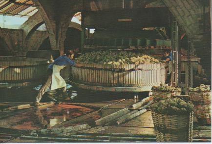 Postal E05791: Prensada de la uva. Cavas Codorniu <acordeón>